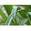 SAFLAX  - Schmucklilie - Agapanthus - 50 Samen 4