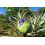 SAFLAX  - Schmucklilie - Agapanthus - 50 Samen 5