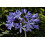 SAFLAX  - Schmucklilie - Agapanthus - 50 Samen 6