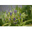 SAFLAX  - Schmucklilie - Agapanthus - 50 Samen 2