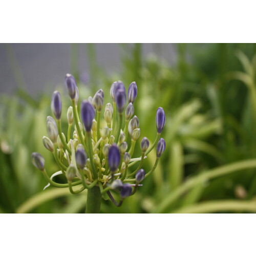 SAFLAX  - Schmucklilie - Agapanthus - 50 Samen 1
