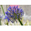 SAFLAX  - Schmucklilie - Agapanthus - 50 Samen 3
