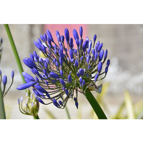 SAFLAX  - Schmucklilie - Agapanthus - 50 Samen 2