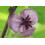 SAFLAX  - Schokoladenwein - Akebia - 10 Samen 2