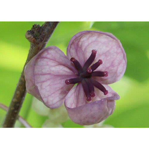 SAFLAX  - Schokoladenwein - Akebia - 10 Samen 1