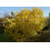 SAFLAX  - Schwarzer Maulbeerbaum - Morus - 200 Samen - Mit Substrat 4