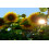 SAFLAX  - Sonnenblume Titan - Helianthus - 20 Samen 2