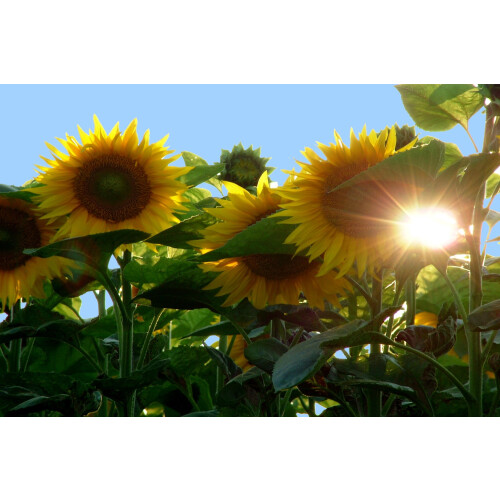 SAFLAX  - Sonnenblume Titan - Helianthus - 20 Samen 1
