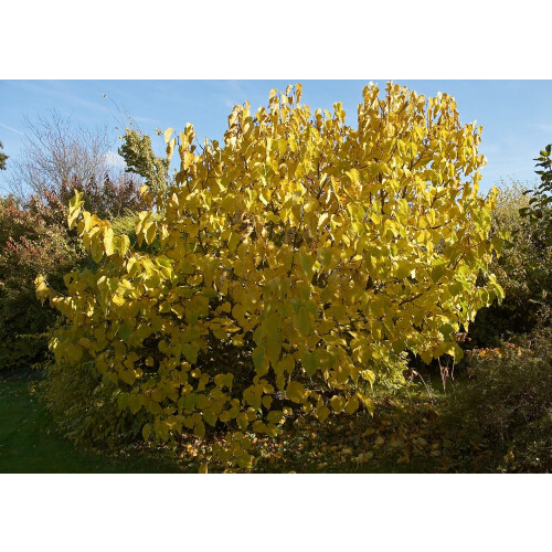 SAFLAX  - Schwarzer Maulbeerbaum - Morus - 200 Samen 2