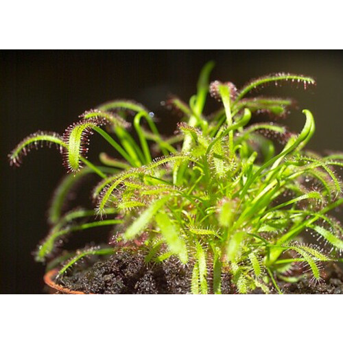 SAFLAX  - Sonnentau - Drosera - 200 Samen 1
