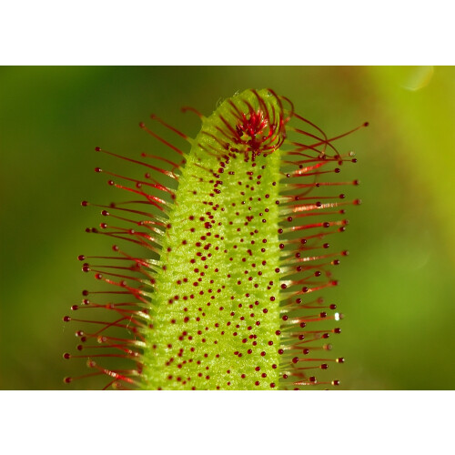 SAFLAX  - Sonnentau - Drosera - 200 Samen 2