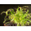 SAFLAX  - Sonnentau - Drosera - 200 Samen - Mit Substrat 3