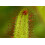 SAFLAX  - Sonnentau - Drosera - 200 Samen - Mit Substrat 4