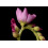 SAFLAX  - Sonnentau - Drosera - 200 Samen - Mit Substrat 7
