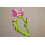 SAFLAX  - Sonnentau - Drosera - 200 Samen - Mit Substrat 8