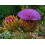 SAFLAX  - Spanische Artischocke - Cynara - 50 Samen - Mit Substrat 3