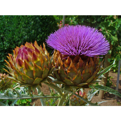 SAFLAX  - Spanische Artischocke - Cynara - 50 Samen - Mit Substrat 2