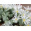 SAFLAX  - Blühende Steine - Conophytum - 40 Samen 3