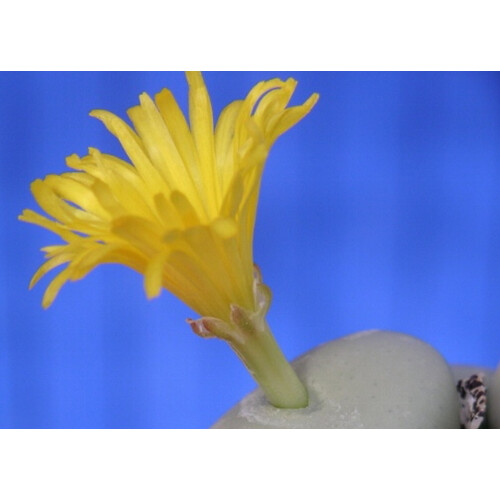 SAFLAX  - Blühende Steine - Conophytum - 40 Samen 1