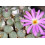 SAFLAX  - Blühende Steine - Conophytum - 40 Samen 6