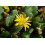 SAFLAX  - Blühende Steine - Conophytum - 40 Samen - Mit Substrat 8
