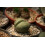 SAFLAX  - Lebender Granit - Pleiospilos - 40 Samen 2