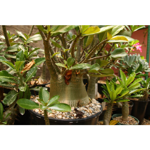 SAFLAX  - Wüstenrose - Adenium - 8 Samen 2