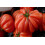 SAFLAX  - Tomate – Genovese - Lycopersicon - 10 Samen - Mit Substrat 3