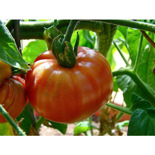 SAFLAX  - Tomate – Brandywine - Lycopersicon - 10 Samen 1
