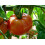 SAFLAX  - Tomate – Brandywine - Lycopersicon - 10 Samen - Mit Substrat 3