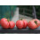 SAFLAX  - Tomate - Rose de Berne - Lycopersicon - 10 Samen - Mit Substrat 3