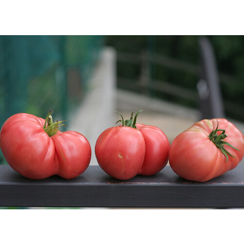 SAFLAX  - Tomate - Rose de Berne - Lycopersicon - 10 Samen - Mit Substrat 2