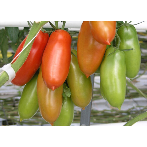 SAFLAX  - Tomate – Marzano - Lycopersicon - 10 Samen 2