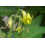 SAFLAX  - Tomate – Marzano - Lycopersicon - 10 Samen - Mit Substrat 3