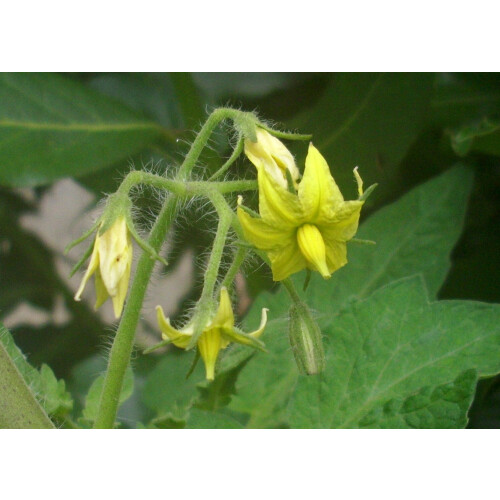 SAFLAX  - Tomate – Marzano - Lycopersicon - 10 Samen - Mit Substrat 2