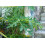 SAFLAX  - Papaya - Carica - 30 Samen 4