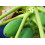 SAFLAX  - Papaya - Carica - 30 Samen 3
