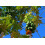 SAFLAX  - Papaya - Carica - 30 Samen - Mit Substrat 8