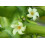 SAFLAX  - Papaya - Carica - 30 Samen - Mit Substrat 3
