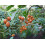 SAFLAX  - Tamarillo - Cyphomandra - 50 Samen 7