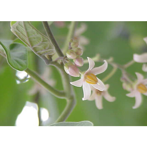 SAFLAX  - Tamarillo - Cyphomandra - 50 Samen 2