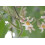 SAFLAX  - Tamarillo - Cyphomandra - 50 Samen - Mit Substrat 4