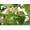 SAFLAX  - Tamarillo - Cyphomandra - 50 Samen - Mit Substrat 7
