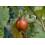 SAFLAX  - Tamarillo - Cyphomandra - 50 Samen - Mit Substrat 5