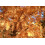 SAFLAX  - Urwelt - Mammutbaum - Metasequoia - 60 Samen 3