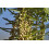 SAFLAX  - Urwelt - Mammutbaum - Metasequoia - 60 Samen 6