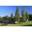 SAFLAX  - Urwelt - Mammutbaum - Metasequoia - 60 Samen 7