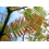 SAFLAX  - Urwelt - Mammutbaum - Metasequoia - 60 Samen 2
