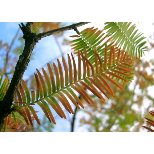 SAFLAX  - Urwelt - Mammutbaum - Metasequoia - 60 Samen 1