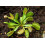 SAFLAX - Venus atrapamoscas - 10 semillas - Dionaea 3